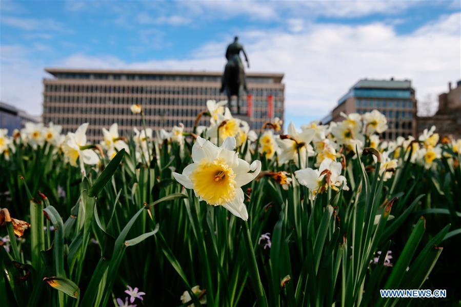 BELGIUM-BRUSSELS-SPRING-FLOWERS