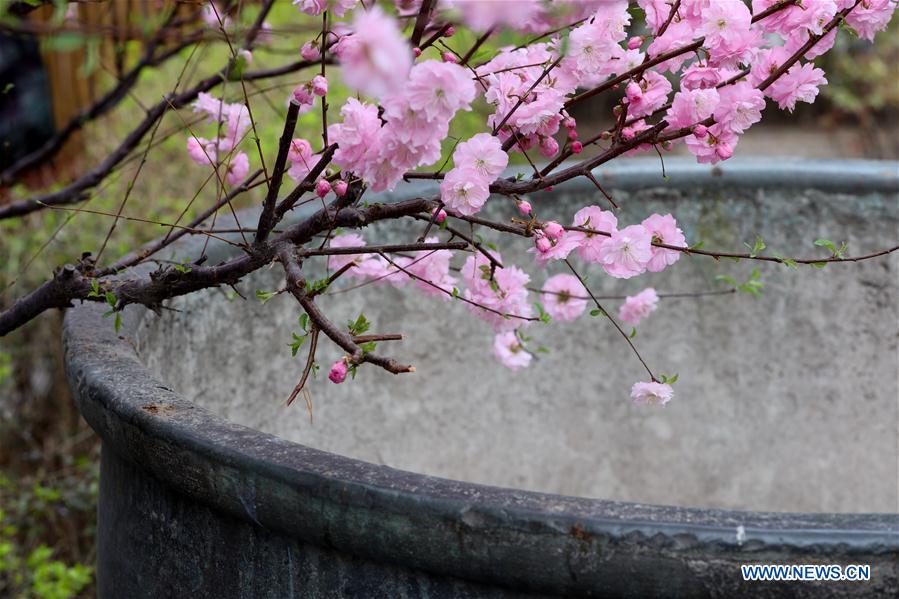 (BeijingCandid) CHINA-BEIJING-FLOWERS (CN)