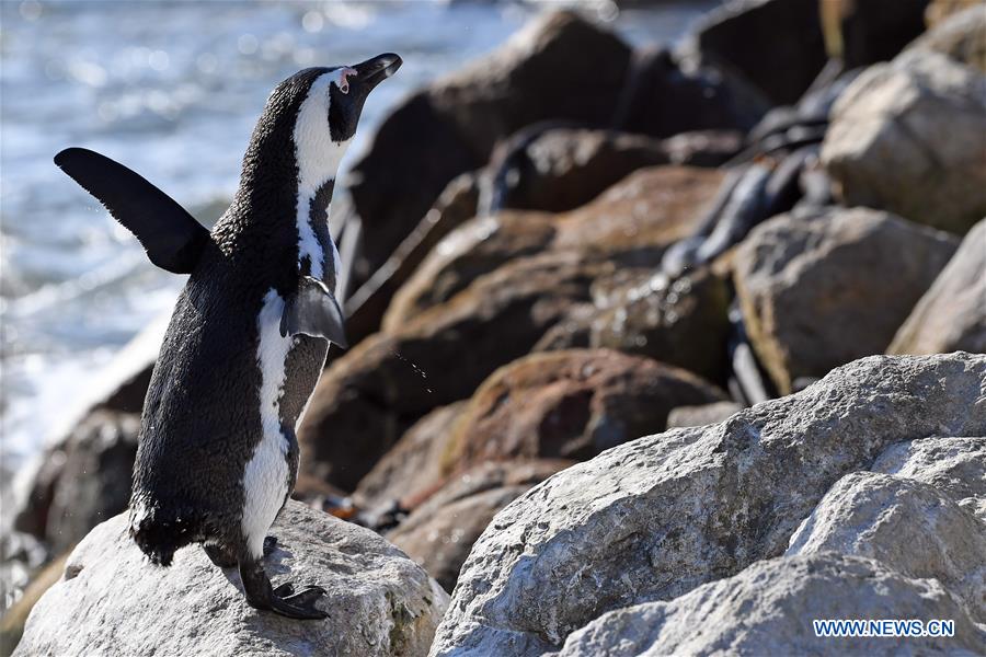 SOUTH AFRICA-CAPE TOWN-BETTY'S BAY-PENGUIN