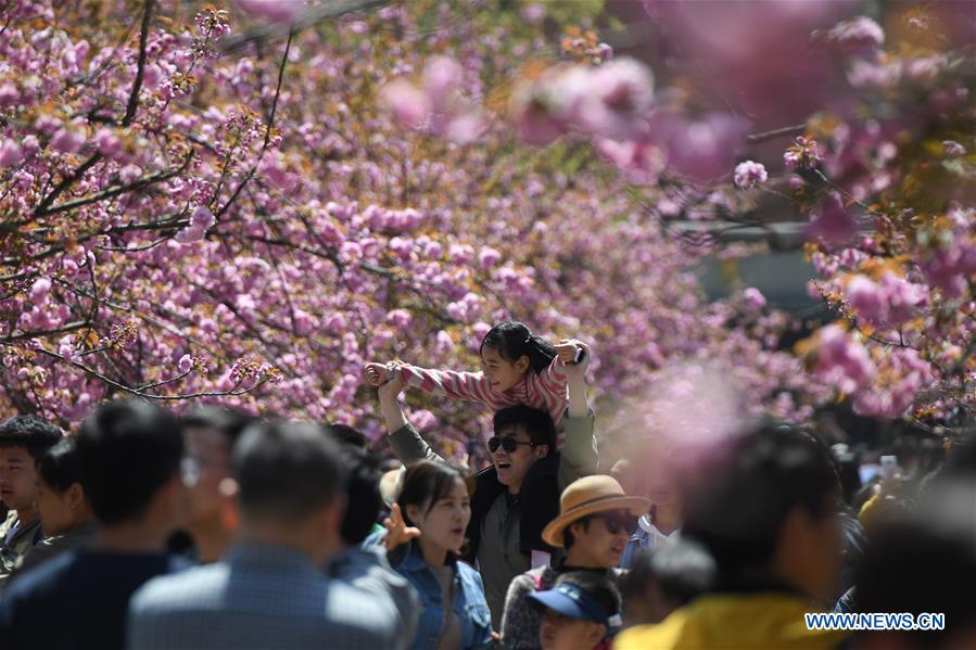 CHINA-ANHUI-HEFEI-CHERRY BLOSSOMS (CN)