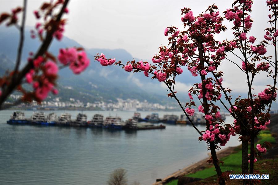 #CHINA-HUBEI-YICHANG-CHERRY BLOSSOMS (CN)