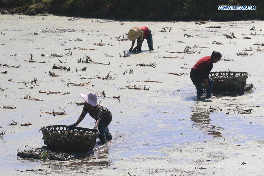 #CHINA-HUNAN-XIANGXI-FARM WORK-LOTUS ROOTS (CN)