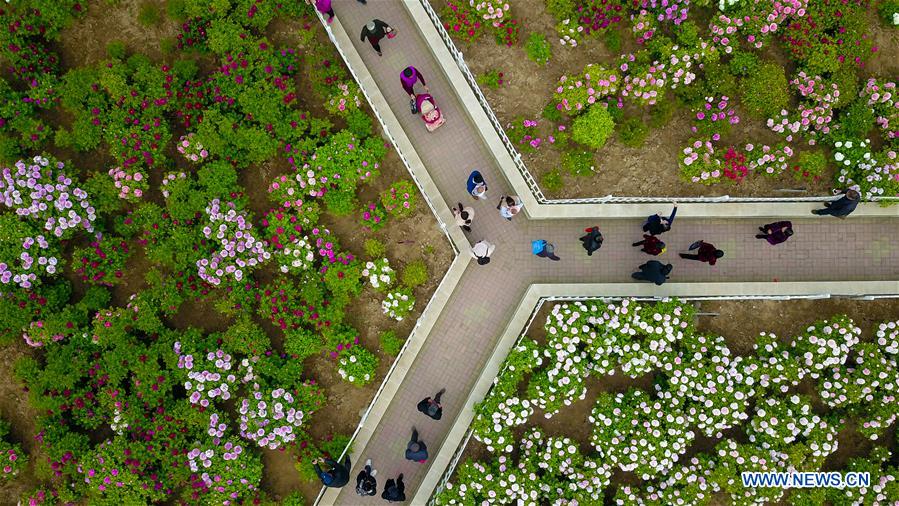 CHINA-SHANDONG-HEZE-PEONY-FLOWERS (CN)