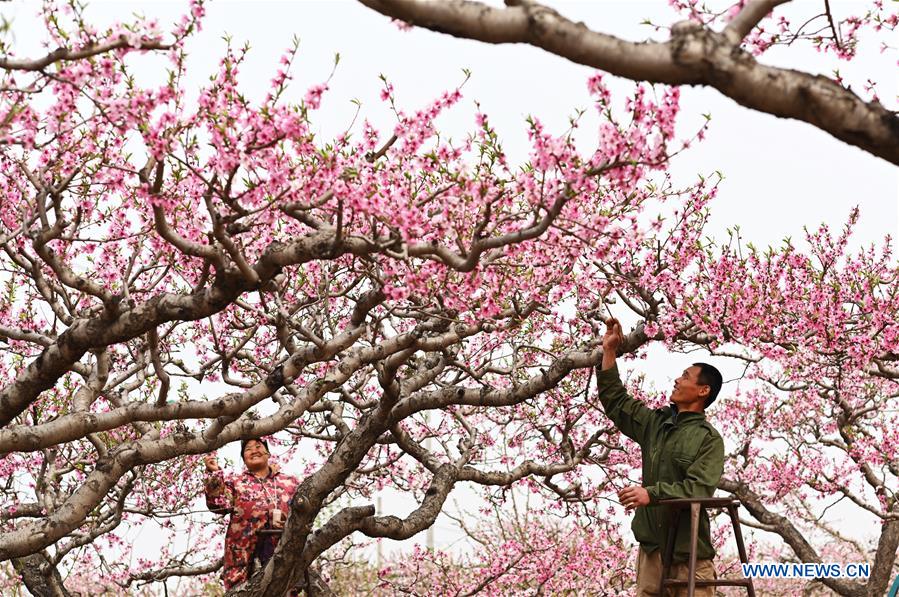 CHINA-HEBEI-SHENZHOU-PEACH BLOSSOMS (CN)