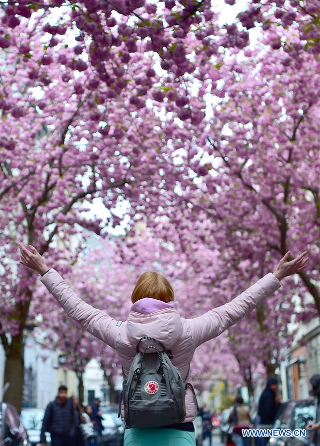 GERMANY-BONN-CHERRY-BLOSSOM