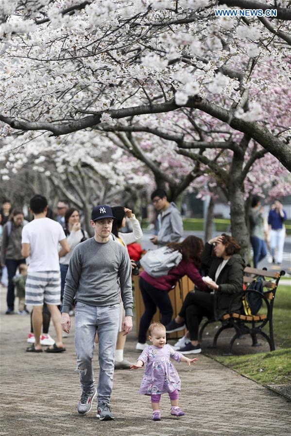 U.S.-NEW YORK-CHERRY BLOSSOM FESTIVAL