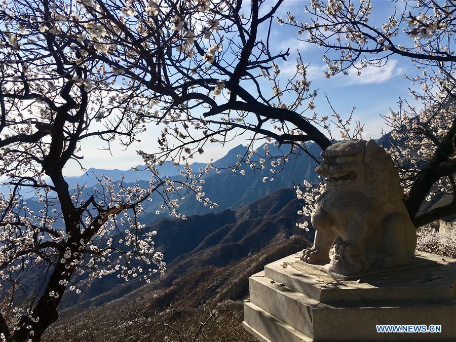 (Beijingcandid)CHINA-BEIJING-GREAT WALL-SPRING SCENERY (CN)