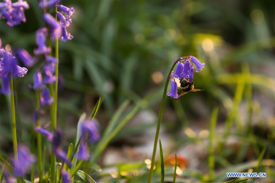 BELGIUM-BRUSSLES-NATURE-BLUEBELLS