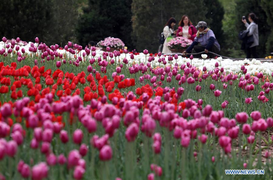 #CHINA-HEBEI-SPRING-FLOWERS(CN)