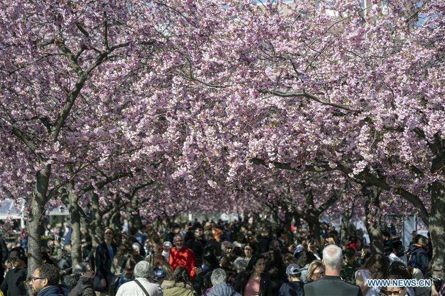 SWEDEN-STOCKHOLM-CHERRY BLOSSOMS