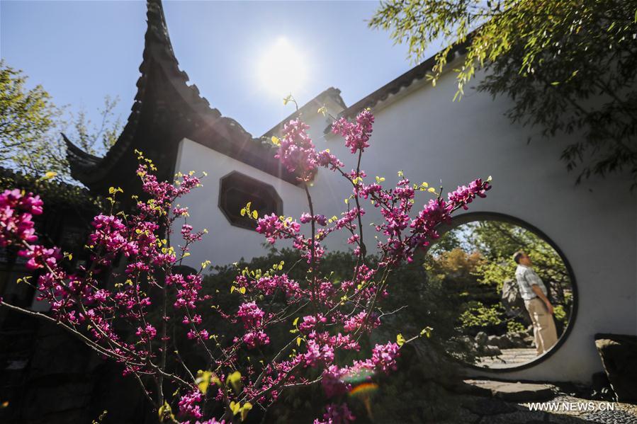 U.S.-NEW YORK-CHINESE SCHOLAR'S GARDEN-SPRING SCENERY