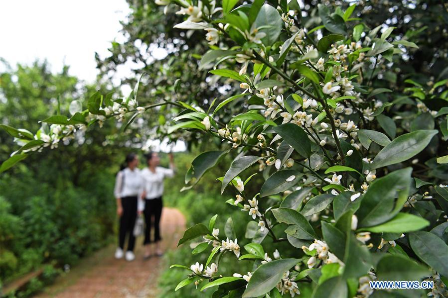 CHINA-JIANGXI-AGRICULTURE-TOURISM (CN)