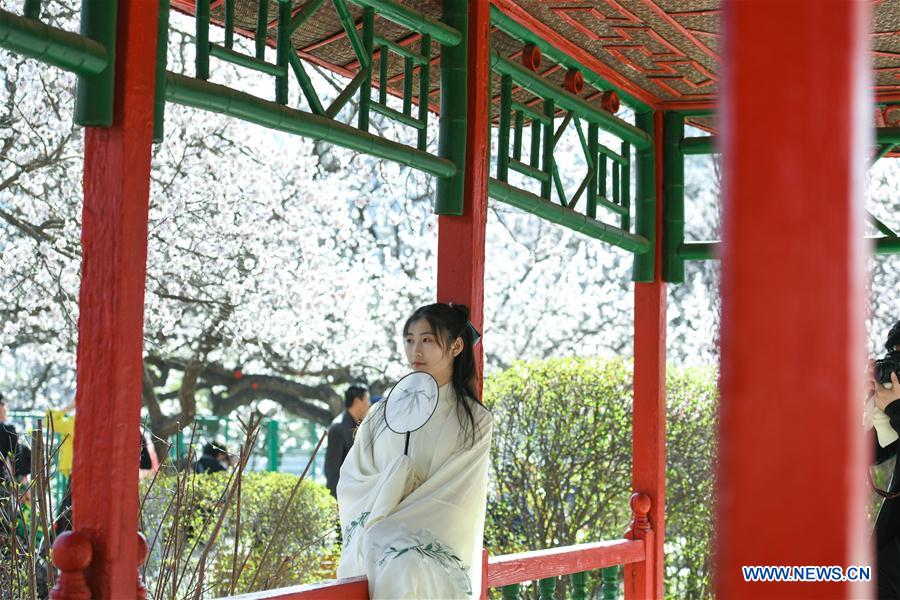 CHINA-HARBIN-APRICOT FLOWERS (CN)