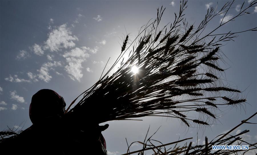 KASHMIR-JAMMU-WHEAT HARVEST