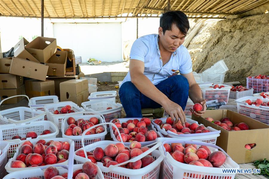 CHINA-XINJIANG-TURPAN-FRUIT-HARVEST (CN)