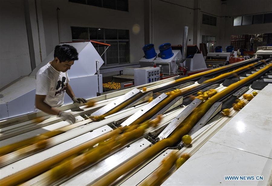 #CHINA-HUBEI-YICHANG-FRUIT-PLANTING (CN)