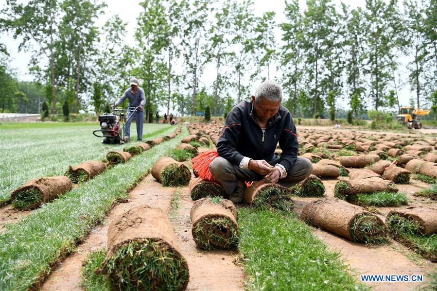 CHINA-ANHUI-TURF-ECONOMY (CN)