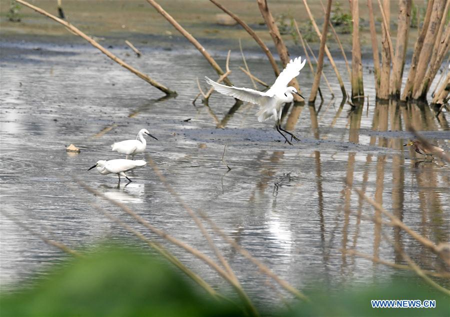 CHINA-NANNING-EGRET (CN)