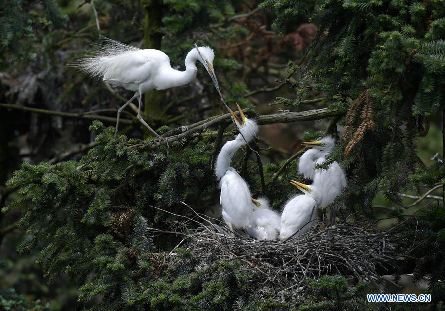 CHINA-JIANGXI-NANCHANG-EGRET (CN)