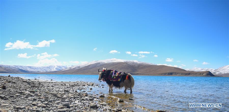 CHINA-TIBET-YAMZBOG YUMCO LAKE-SCENERY (CN)