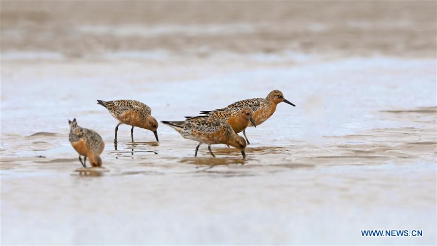 CHINA-FUJIAN-FUZHOU-MINJIANGKOU WETLAND-BIRDS (CN)