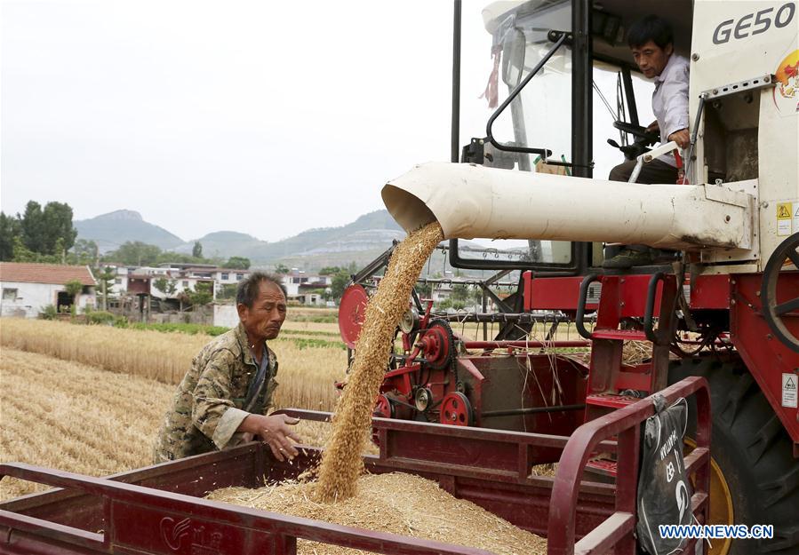 #CHINA-WHEAT-HARVEST (CN)