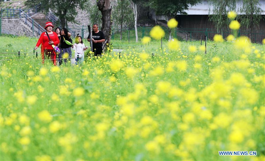 CHINA-SHENYANG-COLE FLOWERS(CN)