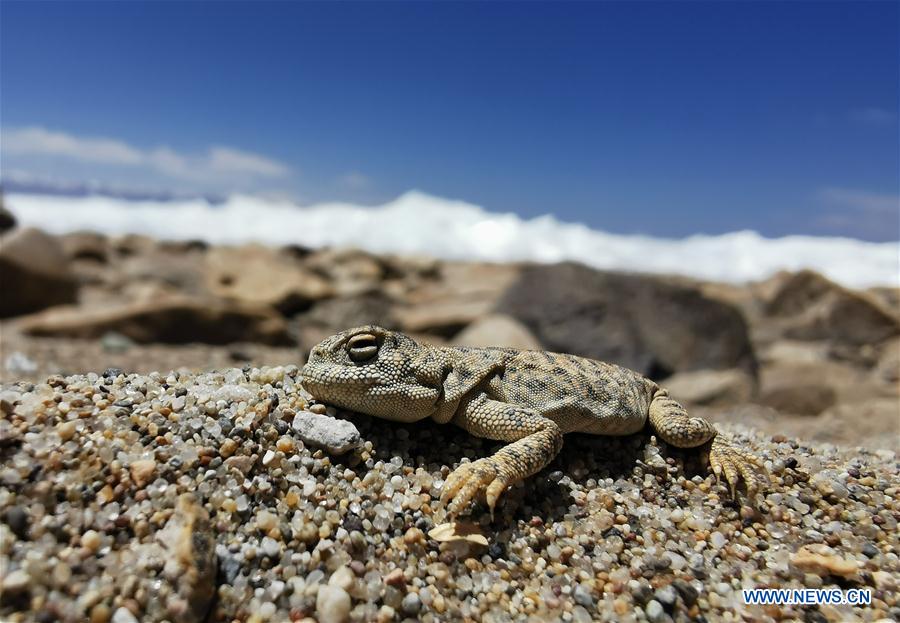 (InTibet)CHINA-TIBET-ECOLOGICAL PROTECTION (CN)