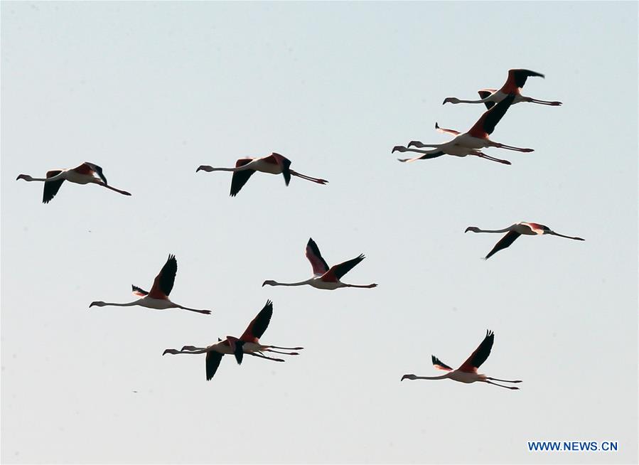 TURKEY-KONYA-TUZ LAKE-FLAMINGOS