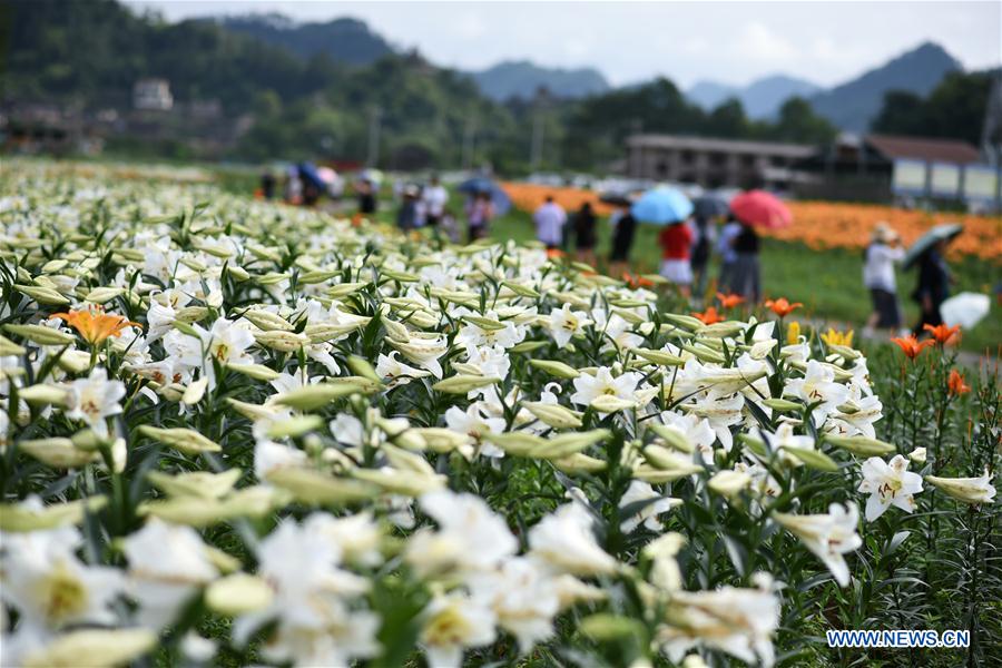 CHINA-GUIZHOU-TAIJIANG-LILY FLOWERS (CN)