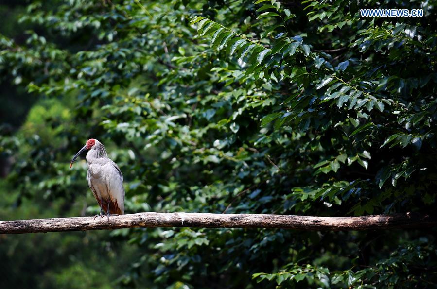 CHINA-SHAANXI-WILD CRESTED IBIS (CN)