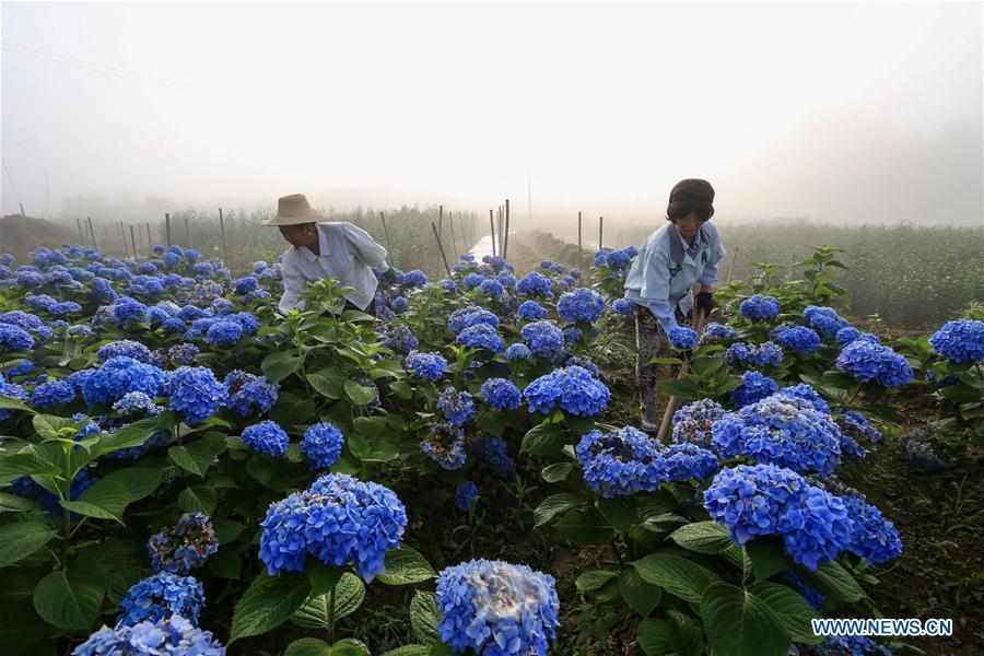 #CHINA-SUMMER-FARMING(CN)