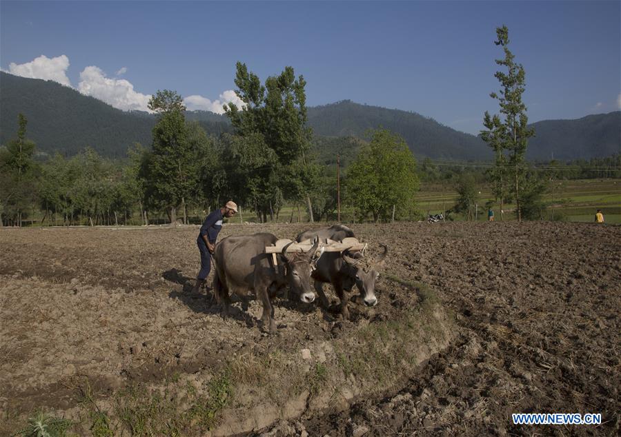 KASHMIR-SRINAGAR-PADDY FIELDS