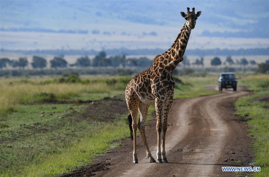 KENYA-MAASAI MARA-NATIONAL RESERVE