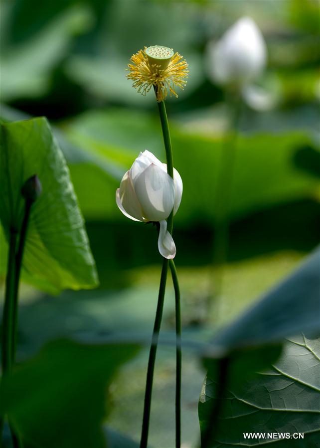 CHINA-TIANJIN-LOTUS FLOWER (CN)