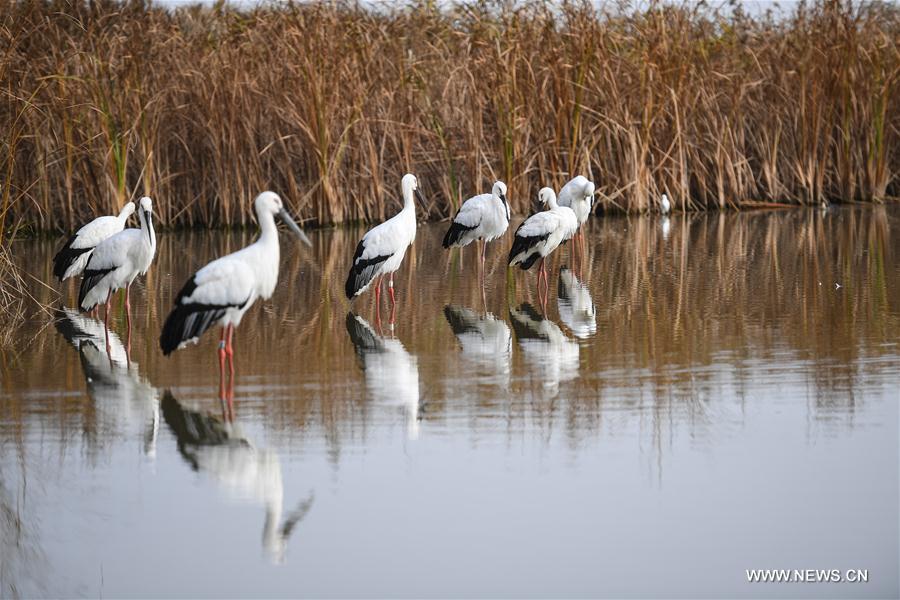 CHINA-MIGRATORY BIRD SANCTUARIES-UNESCO-WORLD HERITAGE LIST (CN)