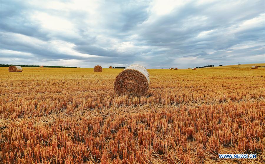 LUXEMBOURG-LENNINGEN-FIELD-SCENERY