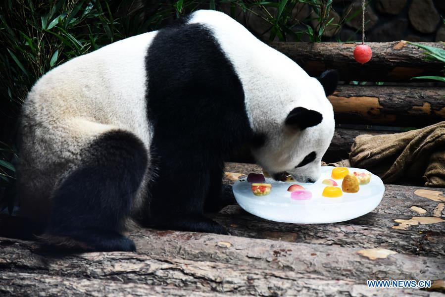 CHINA-JINAN-GIANT PANDA-SUMMER (CN)