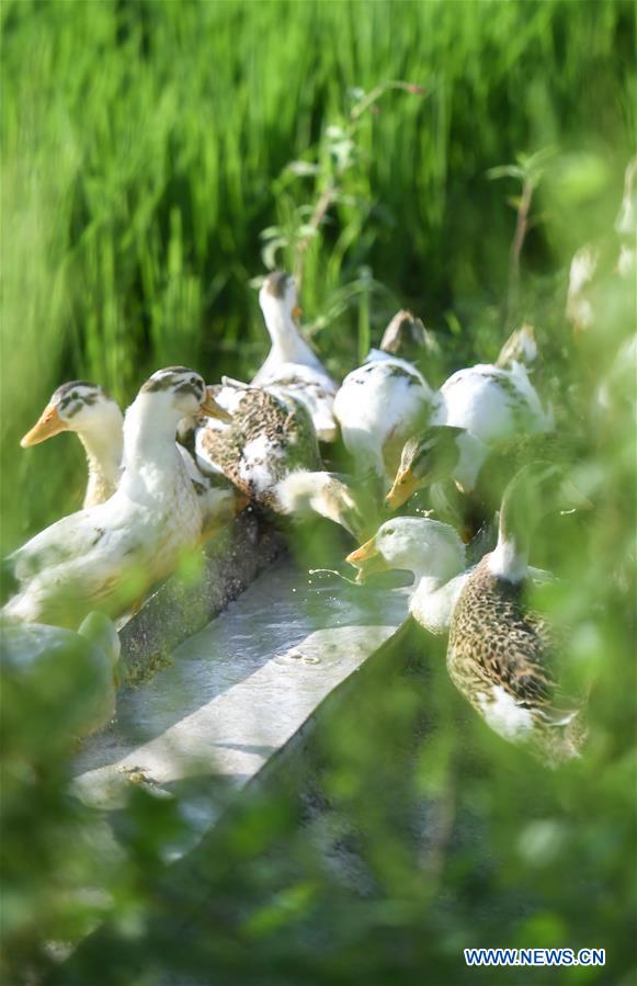 CHINA-JILIN-HUINAN-GREEN AND ORGANIC AGRICULTURE (CN)