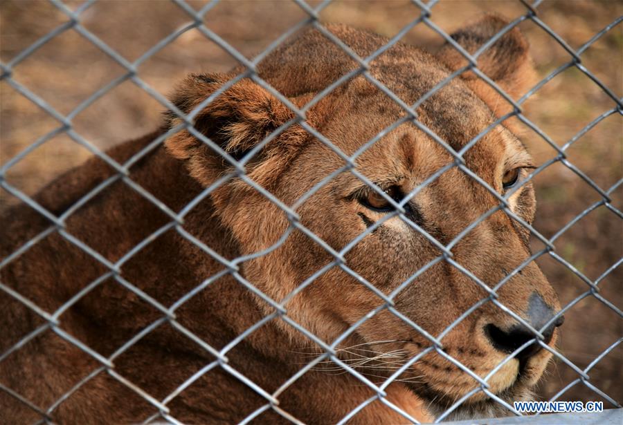 SYRIA-DAMASCUS-TIGER-LION