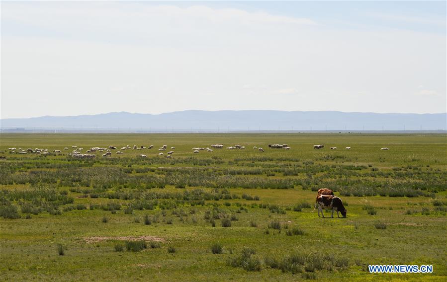 CHINA-INNER MONGOLIA-XILINGOL-GRASSLAND (CN)