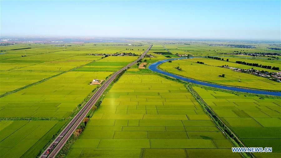 CHINA-HEBEI-PADDY FIELD-SCENERY (CN)