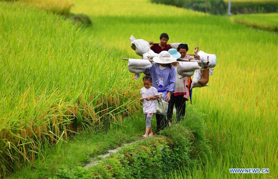 CHINA-GUANGXI-PADDY RICE-HARVEST (CN)