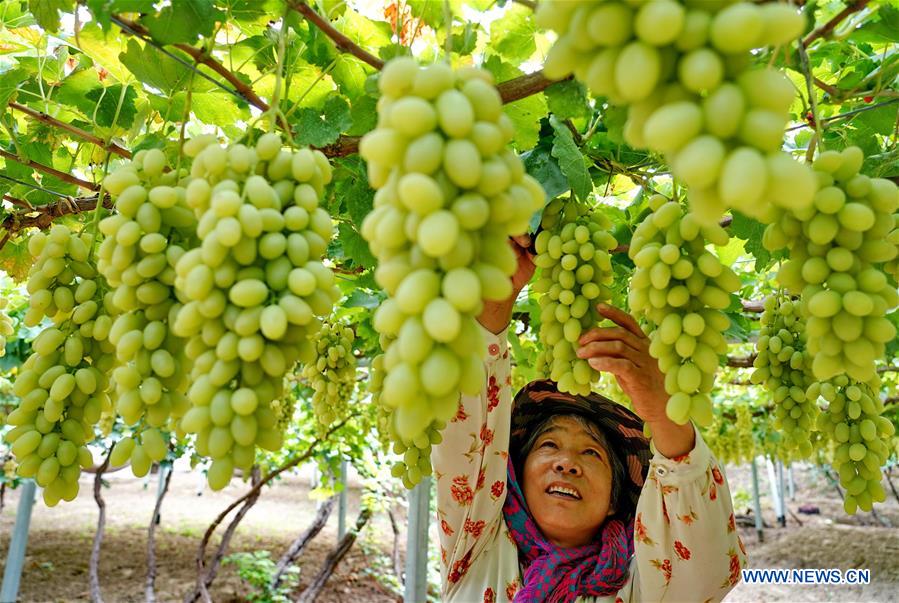 CHINA-HEBEI-HUAILAI-GRAPE PLANTING (CN)