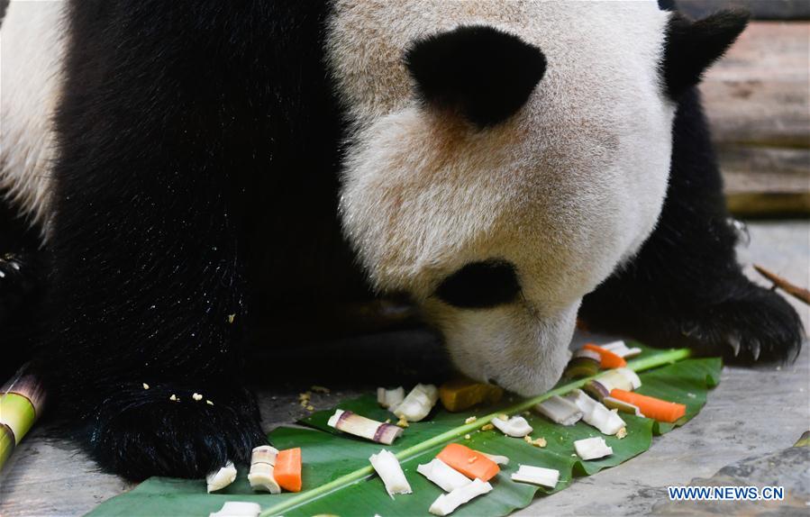 CHINA-HAIKOU-MID-AUTUMN FESTIVAL-PANDA (CN)