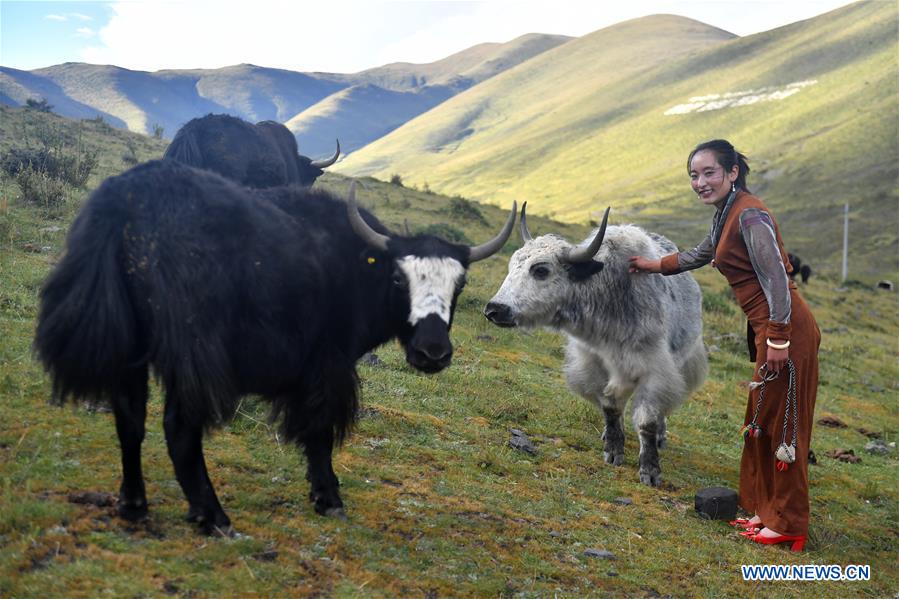 CHINA-SICHUAN-POVERTY ALLEVIATION-YAK MILK (CN)