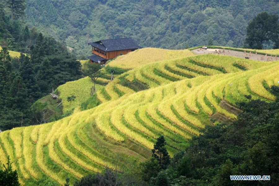 CHINA-GUIZHOU-RONGJIANG-RICE-HARVEST (CN)