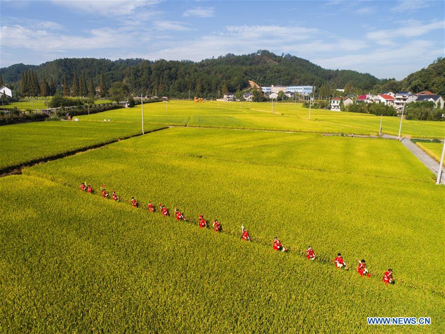 CHINA-ZHEJIANG-HANGZHOU-RICE-HARVEST (CN)