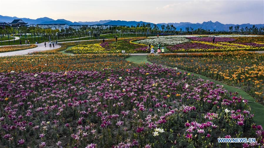 CHINA-NINGXIA-SHIZUISHAN-SEA OF FLOWERS (CN)