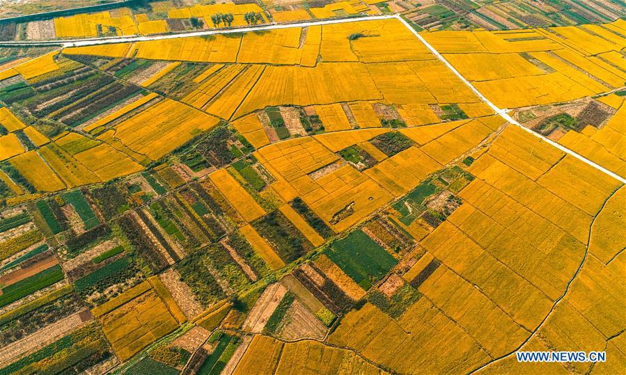 CHINA-HEBEI-HANDAN-RICE-HARVEST (CN)